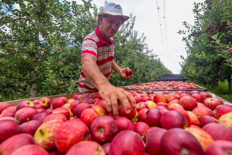 exportação maçã catarinense