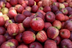 exportação maçã catarinense