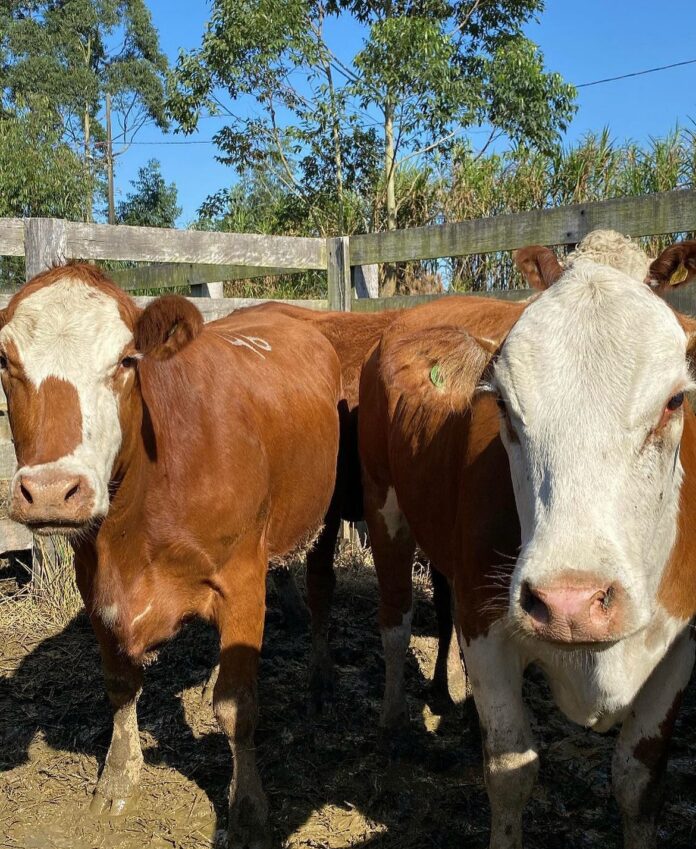 leilão da Feira Agropecuária de Tubarão