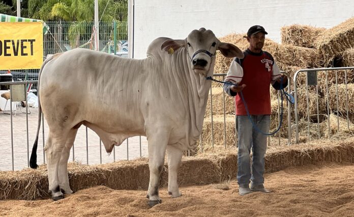 Feira Agropecuária de Tubarão