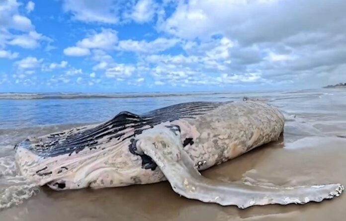 baleia jubarte encalhada em Jaguaruna