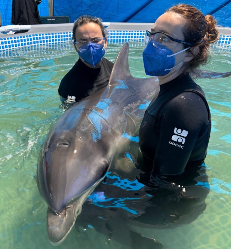golfinho resgatado em Laguna