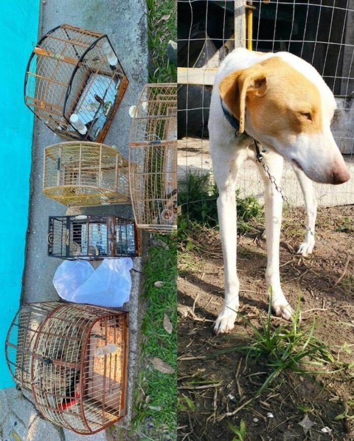 Polícia Civil intensifica combate aos maus-tratos a animais