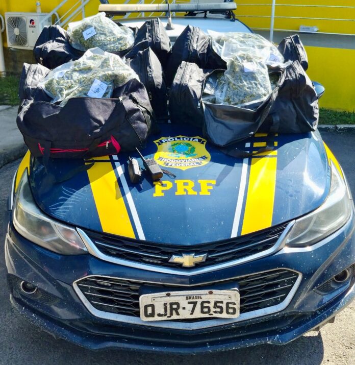apreensão de skunk na BR-101