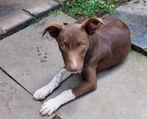 cães mortos em Santa Catarina