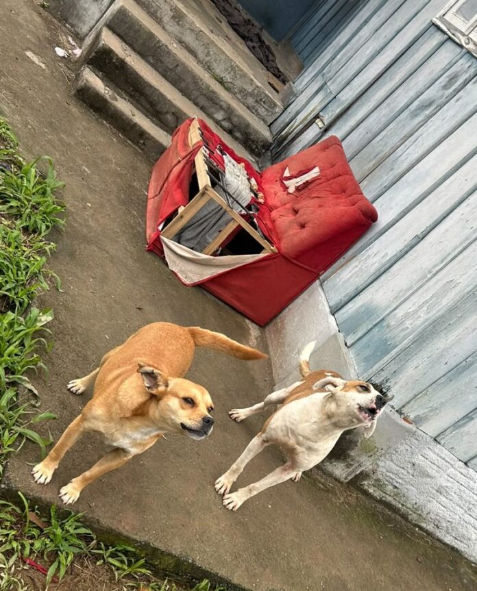 abandono de cães em Blumenau