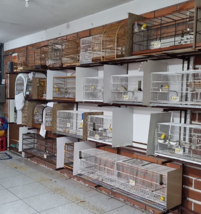 aves silvestres em Santa Catarina