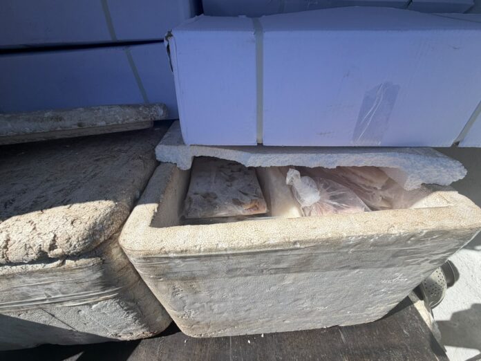 pescados impróprios para consumo em Florianópolis