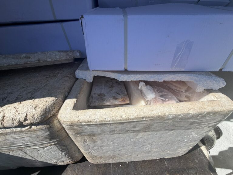 pescados impróprios para consumo em Florianópolis