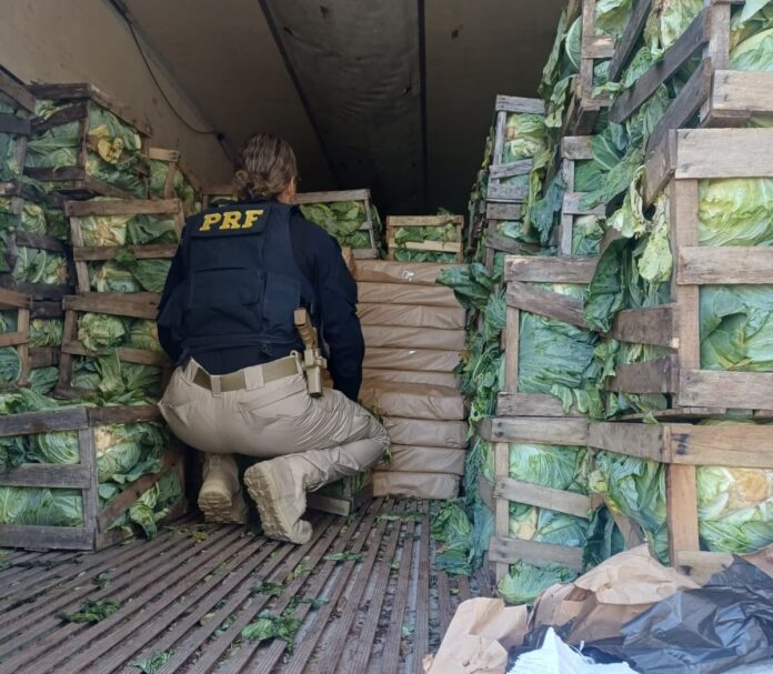maconha escondida em repolhos