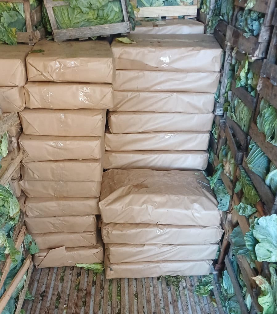 maconha escondida em repolhos