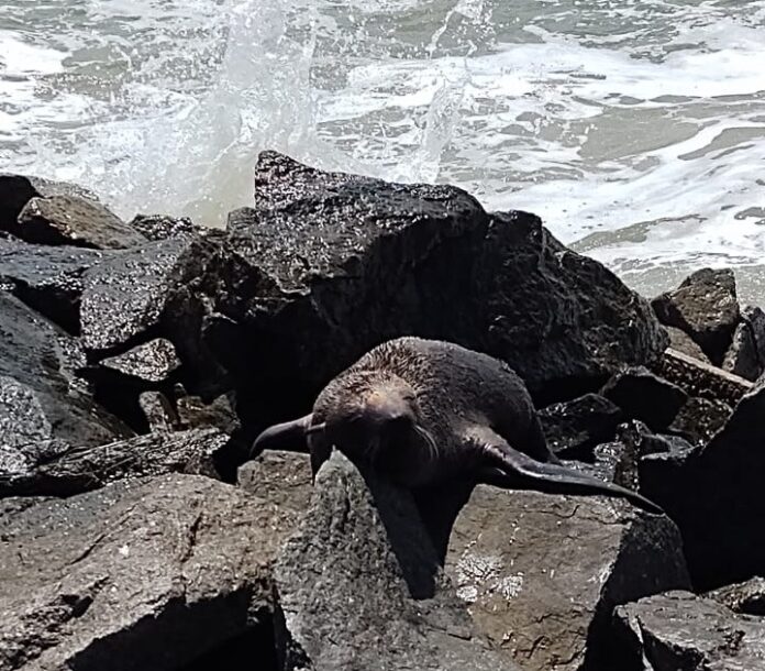 Leão-marinho nos Molhes da Barra em Laguna